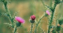 Plumeless Thistle head